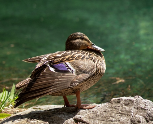 Fotografie Fabian Hauzenberger Fotografie aus dem Mühlviertel