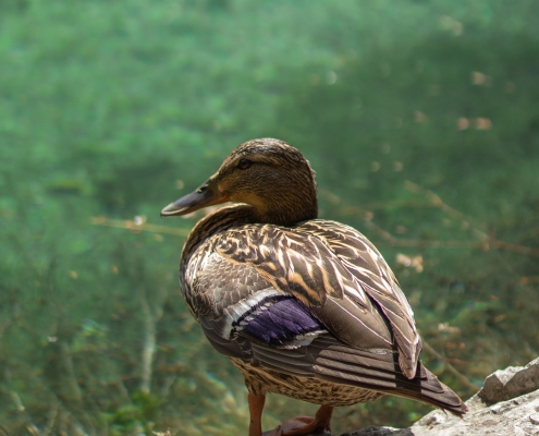 Fotografie Fabian Hauzenberger Fotografie aus dem Mühlviertel