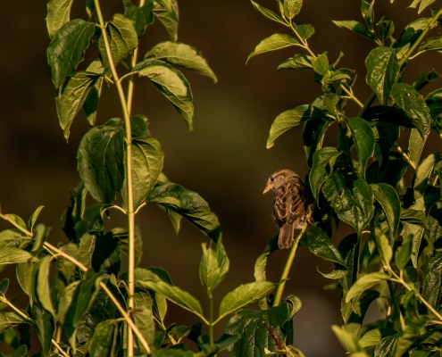 Landschaftsfotografie Fabian Hauzenberger Fotografie aus dem Mühlviertel